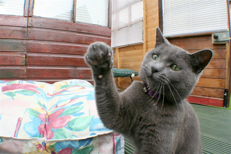 Rotty the Cat